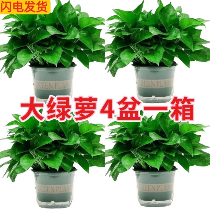 绿萝盆栽大叶花卉吊篮植物盆栽除甲醛净化空气绿植盆栽基地直