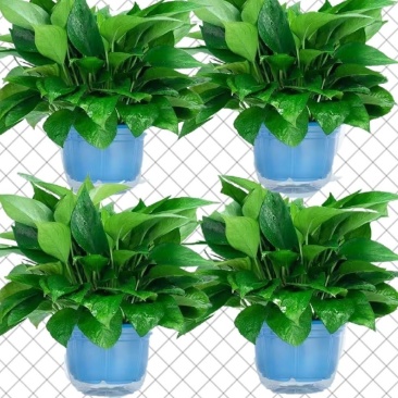 绿萝盆栽大叶花卉吊篮植物盆栽除甲醛净化空气绿植盆栽基地直
