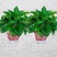 绿萝盆栽大叶花卉吊篮植物盆栽除甲醛净化空气绿植盆栽基地直