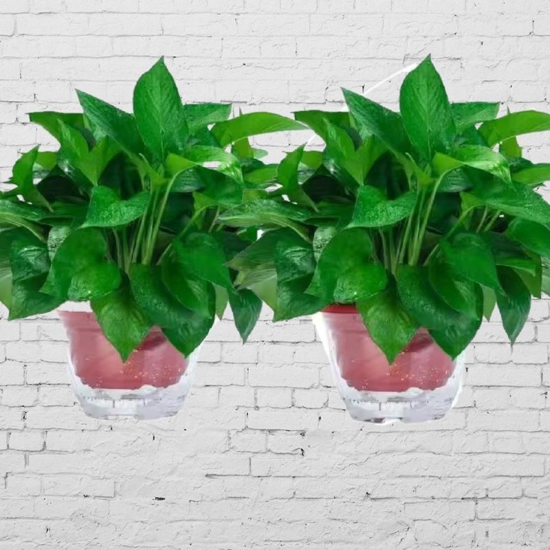 绿萝盆栽大叶花卉吊篮植物盆栽除甲醛净化空气绿植盆栽基地直