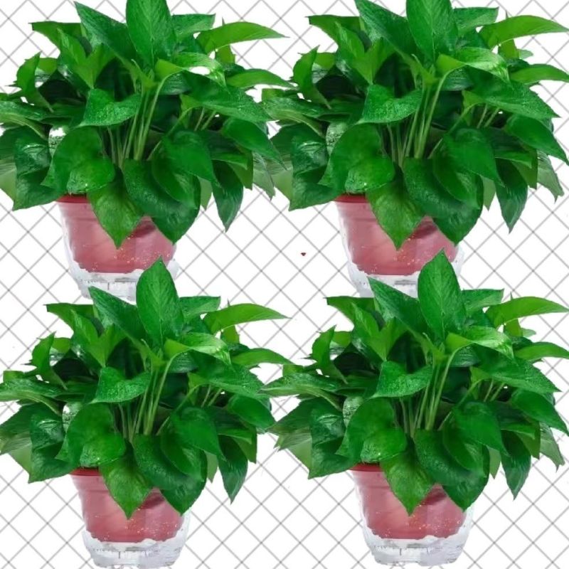 绿萝盆栽大叶花卉吊篮植物盆栽除甲醛净化空气绿植盆栽基地直
