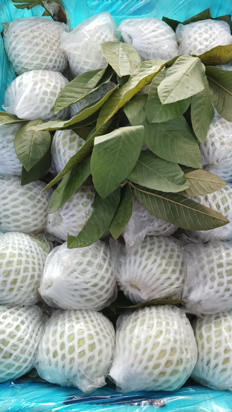 番石榴***********