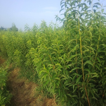 贵州六马蜂糖李苗，正宗六马蜂糖李苗原产地蜂糖李苗原产地