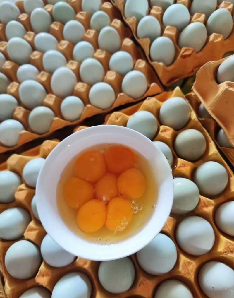 产地直销新鲜粉蛋白鸡蛋红壳鸡蛋