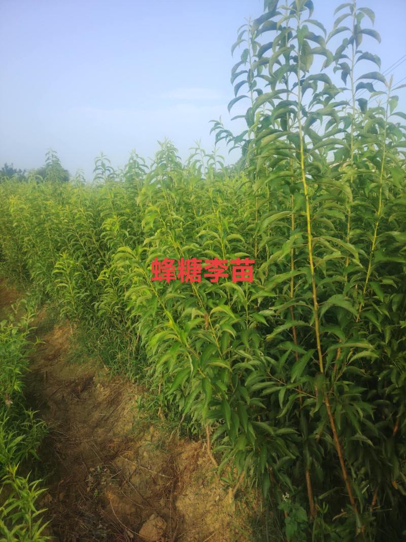 贵州六马蜂糖李苗，正宗六马蜂糖李苗原产地蜂糖李苗原产地
