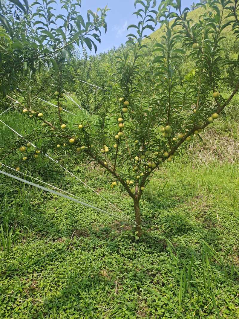 贵州六马蜂糖李苗，正宗六马蜂糖李苗原产地蜂糖李苗原产地