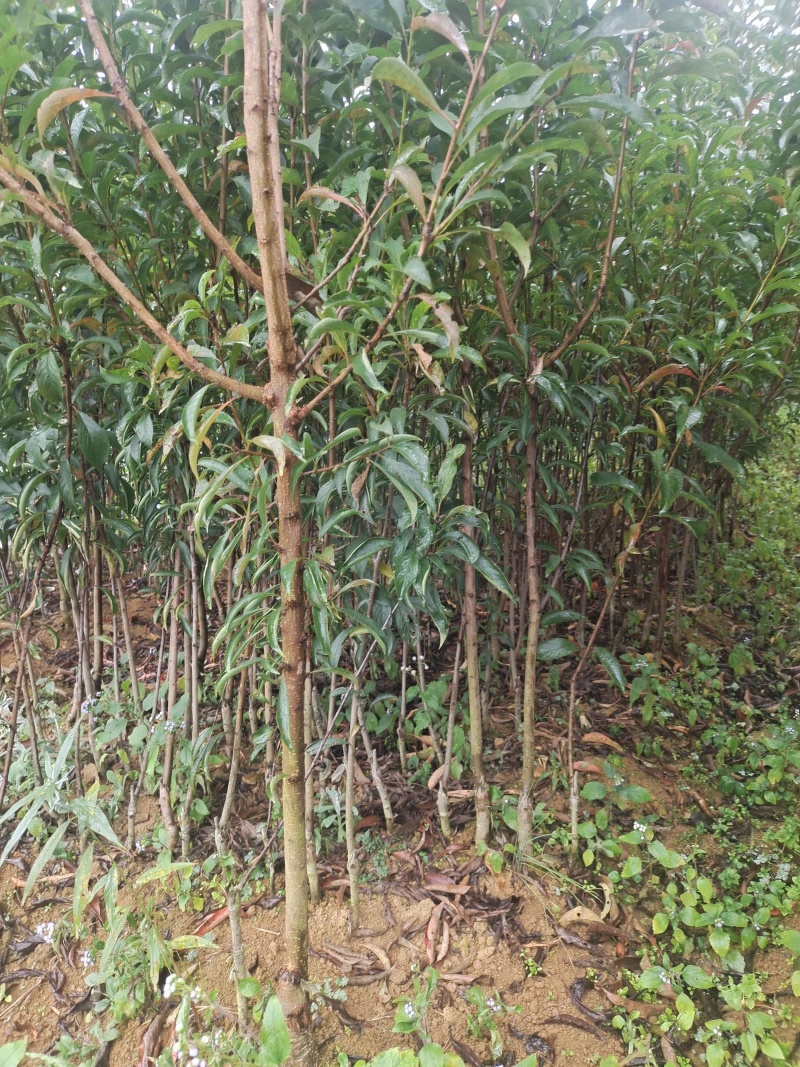 贵州六马蜂糖李苗，正宗六马蜂糖李苗原产地蜂糖李苗原产地