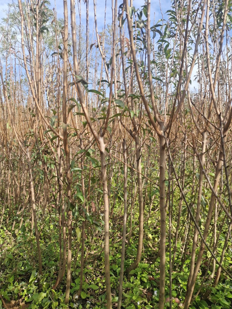 贵州六马蜂糖李苗，正宗六马蜂糖李苗原产地蜂糖李苗原产地