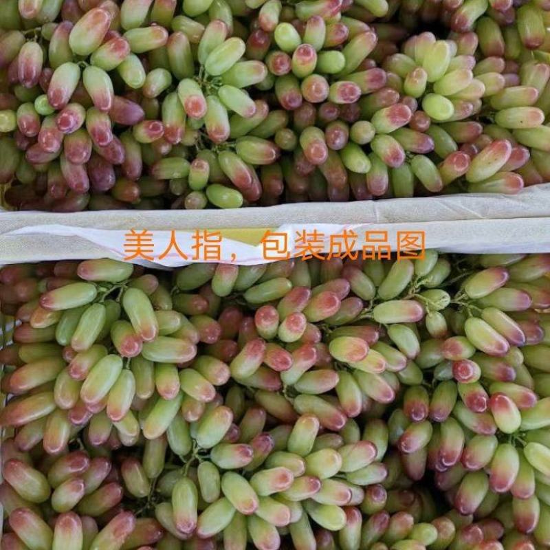 美人指普通，产地大量有货。高山地区，郭质量硬