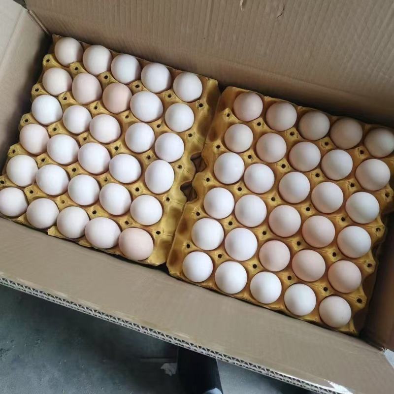 产地直销新鲜粉蛋红壳鸡蛋白鸡蛋
