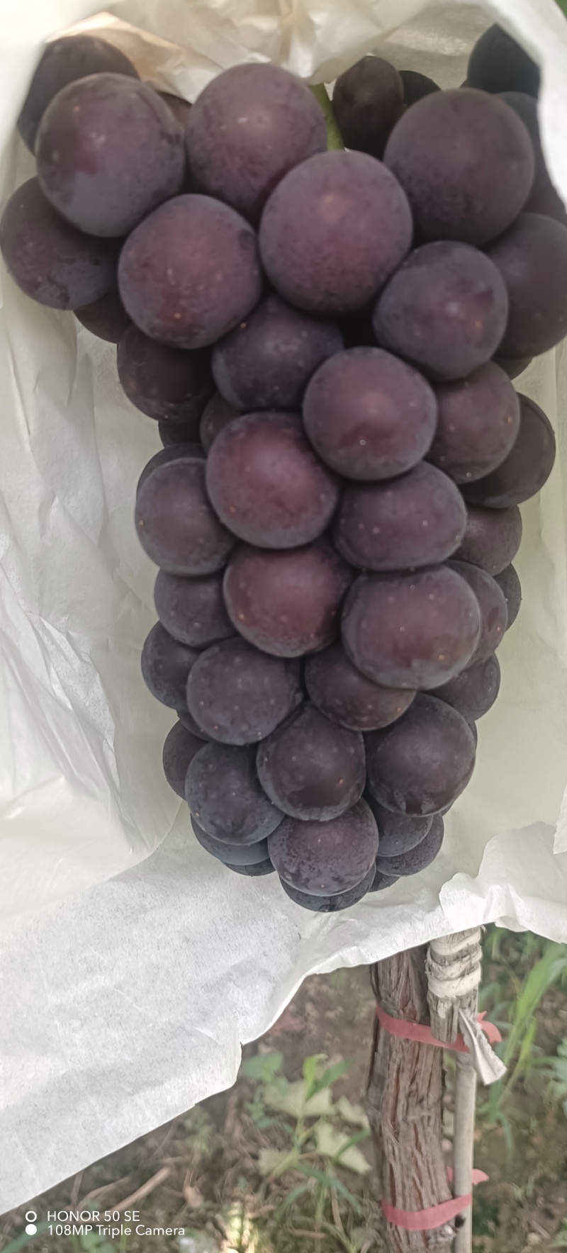 沪太八号已大量成熟