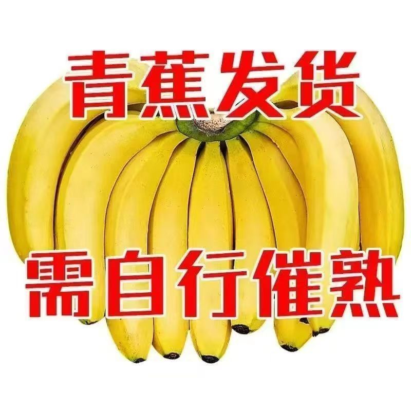 云南青皮蕉高山香蕉现摘应季自然熟新鲜水果整箱青皮发货