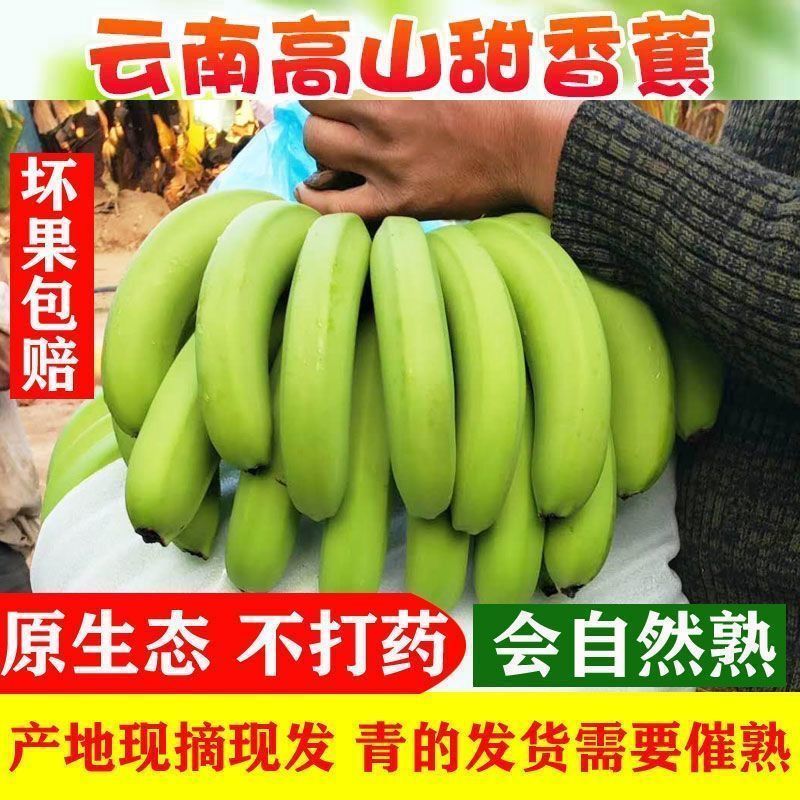 云南青皮蕉高山香蕉现摘应季自然熟新鲜水果整箱青皮发货