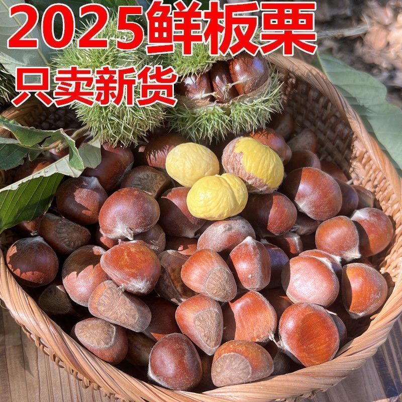 2025新货新鲜板栗子高山老品种散装板栗毛栗子鲜板栗生板栗毛