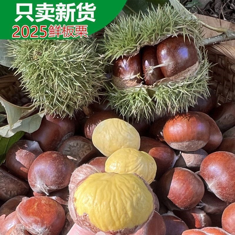 2025新货新鲜板栗子高山老品种散装板栗毛栗子鲜板栗生板栗毛