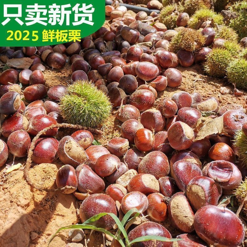 2025新货新鲜板栗子高山老品种散装板栗毛栗子鲜板栗生板栗毛