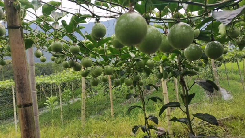正宗广西钦蜜9号黄金百香果当应季新鲜孕妇水果批发
