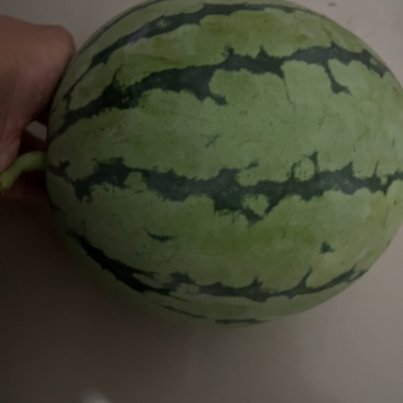 荃银西瓜