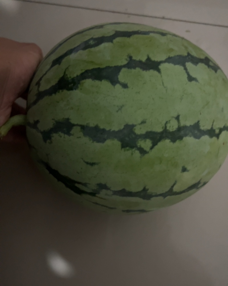 荃银西瓜