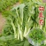 贵州白菜菜苔园地新鲜质量保证对接全国一条龙服务