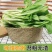 贵州白菜菜苔园地新鲜质量保证对接全国一条龙服务