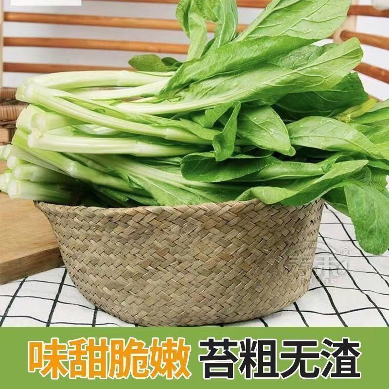 贵州白菜菜苔园地新鲜质量保证对接全国一条龙服务