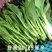 贵州白菜菜苔园地新鲜质量保证对接全国一条龙服务