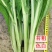 贵州白菜菜苔园地新鲜质量保证对接全国一条龙服务