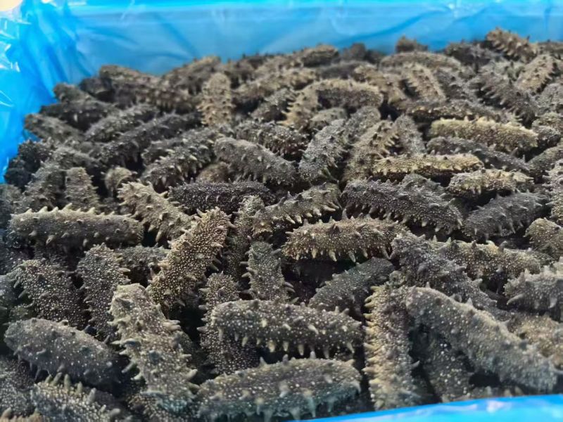 大连鲜食海参