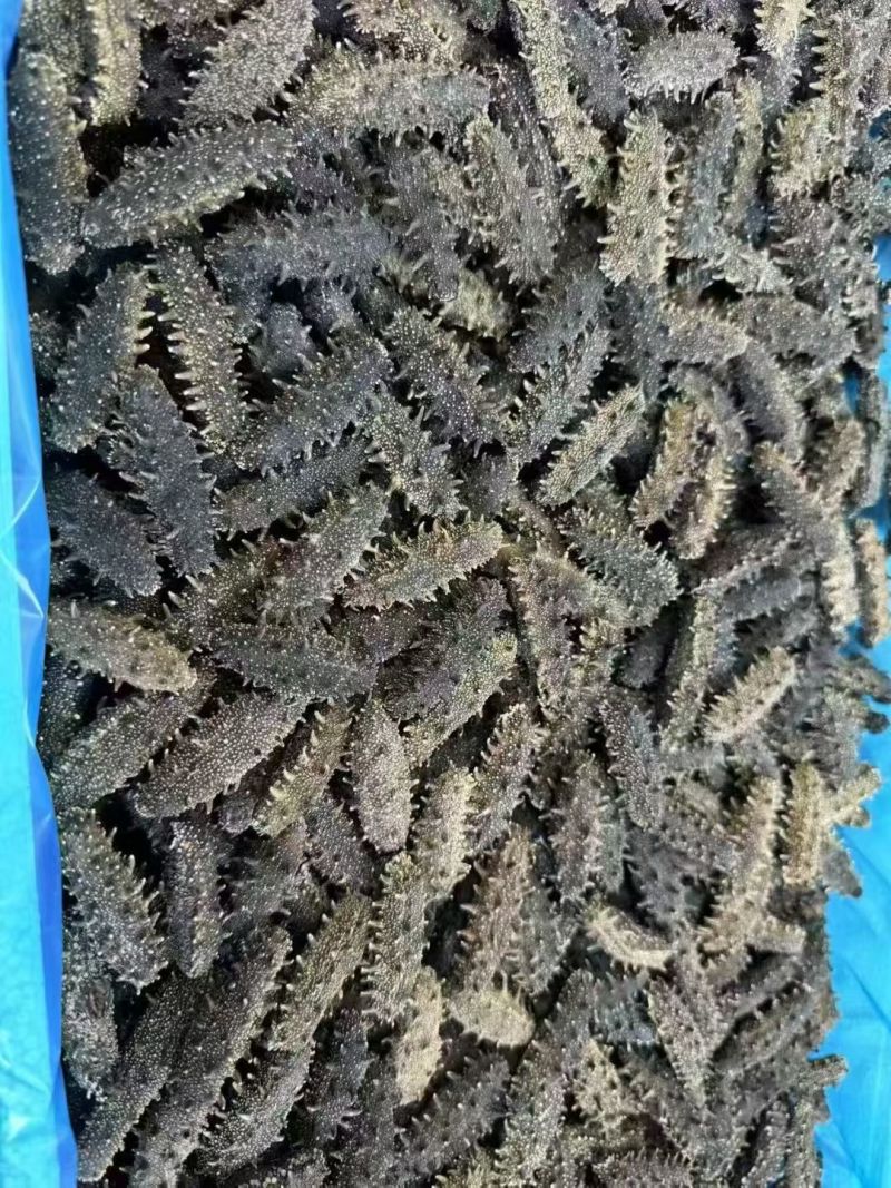大连鲜食海参
