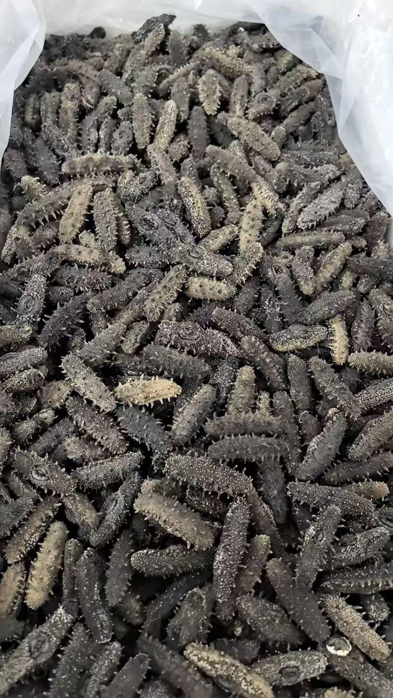 大连鲜食海参