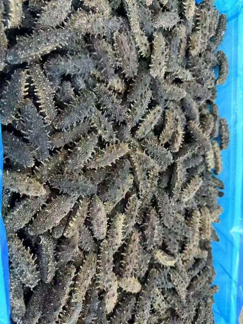 大连鲜食海参