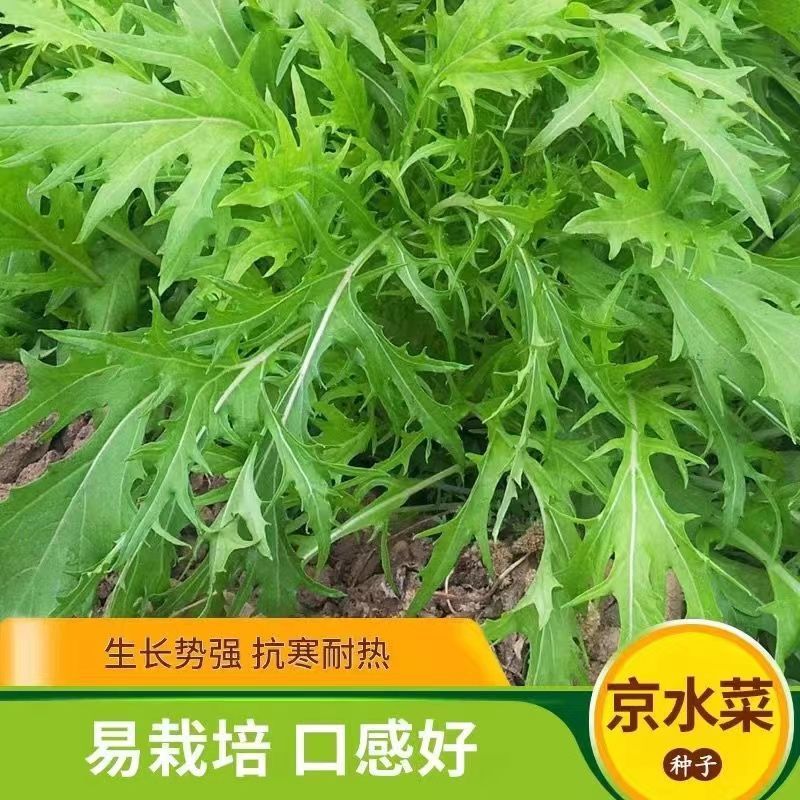 天禧京水菜种子柔嫩鲜美高产抗病商品性佳农家秋冬季播