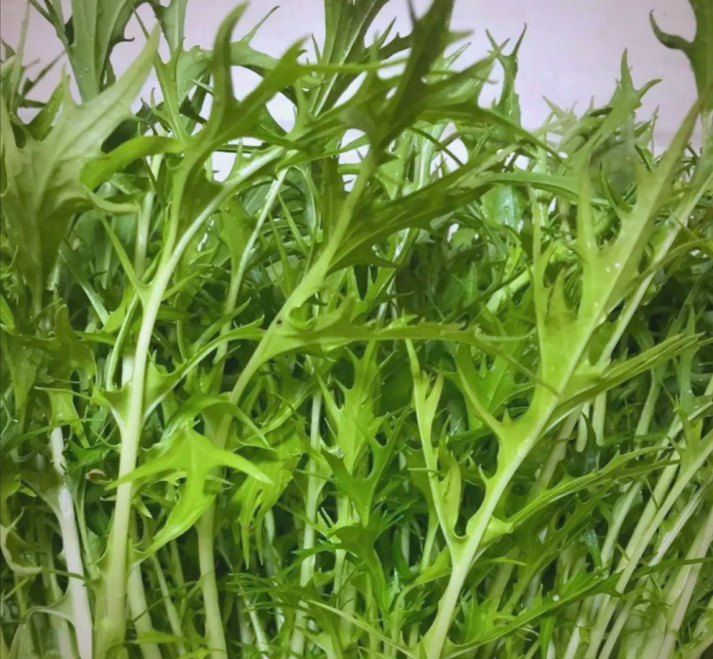 天禧京水菜种子柔嫩鲜美高产抗病商品性佳农家秋冬季播