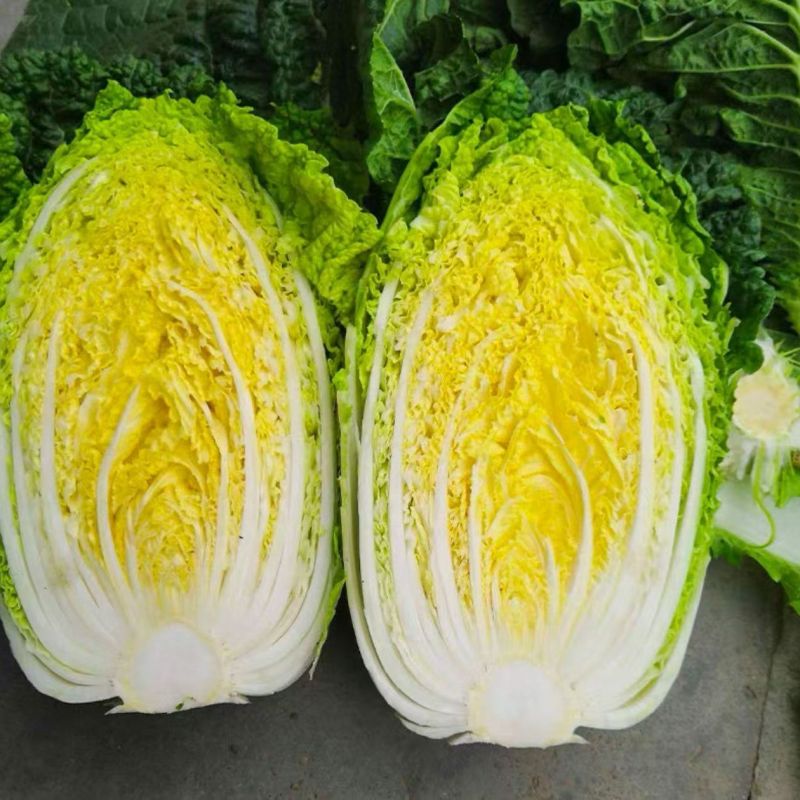 胶研秋宝黄心大白菜种子结球紧实抗病性强成熟整齐产量稳定白