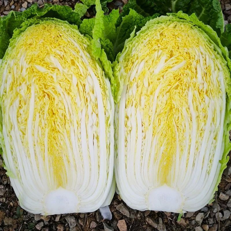 胶研秋宝黄心大白菜种子结球紧实抗病性强成熟整齐产量稳定白