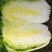 胶研秋宝黄心大白菜种子结球紧实抗病性强成熟整齐产量稳定白