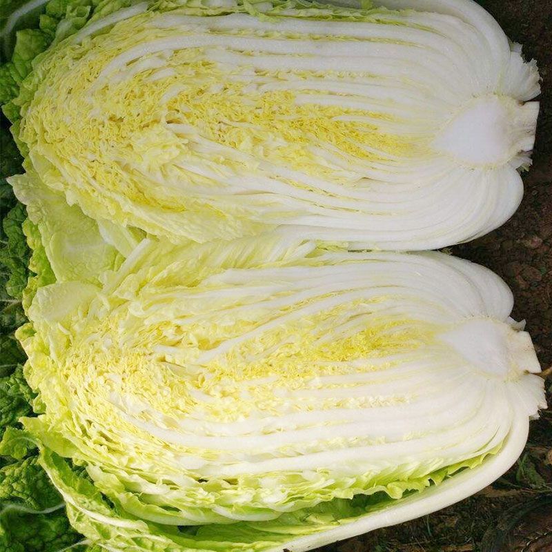 胶研秋宝黄心大白菜种子结球紧实抗病性强成熟整齐产量稳定白