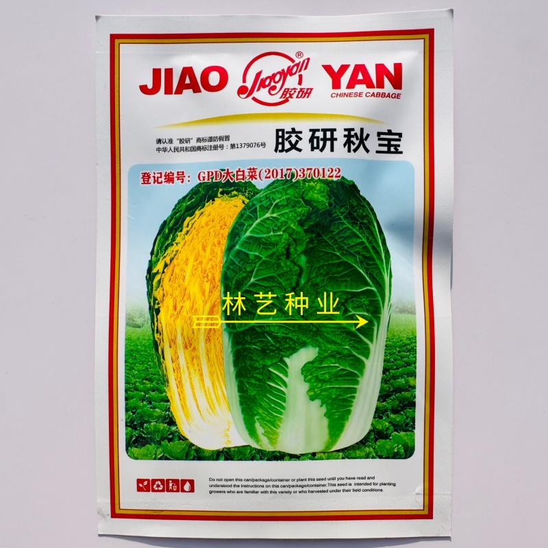 胶研秋宝黄心大白菜种子结球紧实抗病性强成熟整齐产量稳定白