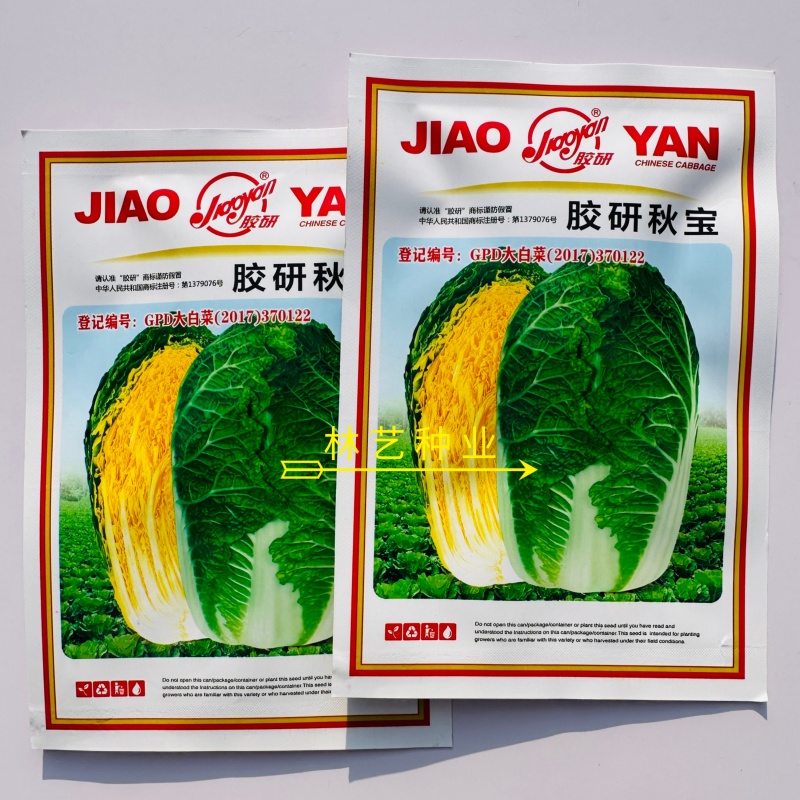 胶研秋宝黄心大白菜种子结球紧实抗病性强成熟整齐产量稳定白