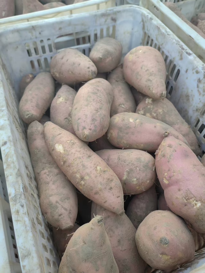电商一件代发西瓜红龙九开封现挖量大来