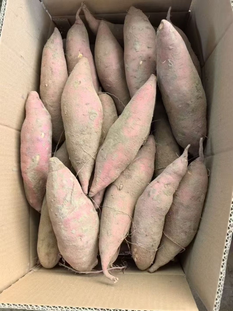 电商一件代发西瓜红龙九开封现挖量大来