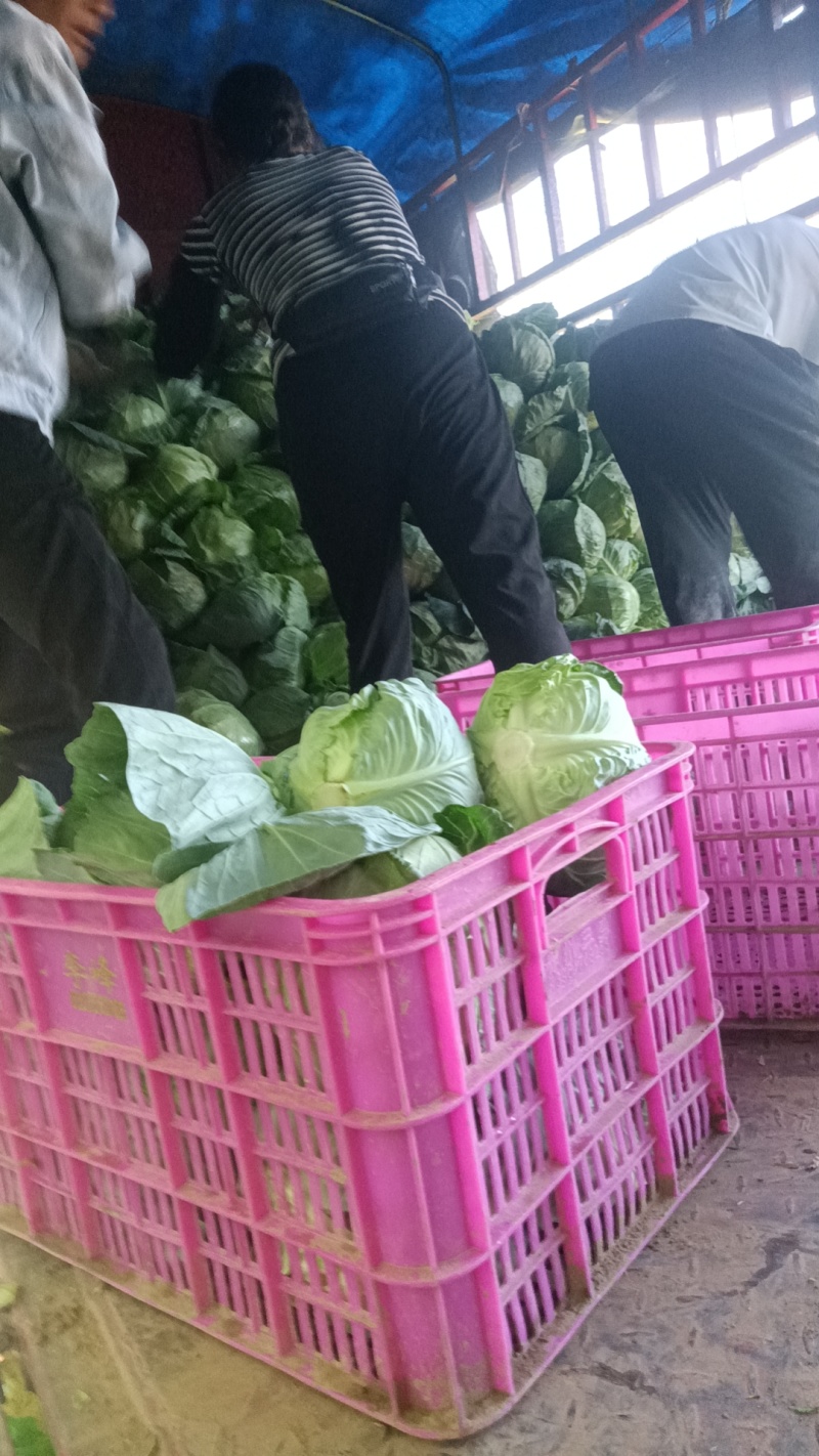 陕北甘蓝中甘，露天甘蓝个头均匀2到3斤量大，颜色绿菜嫩
