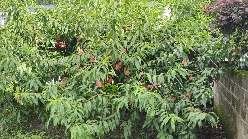 炎陵黄桃