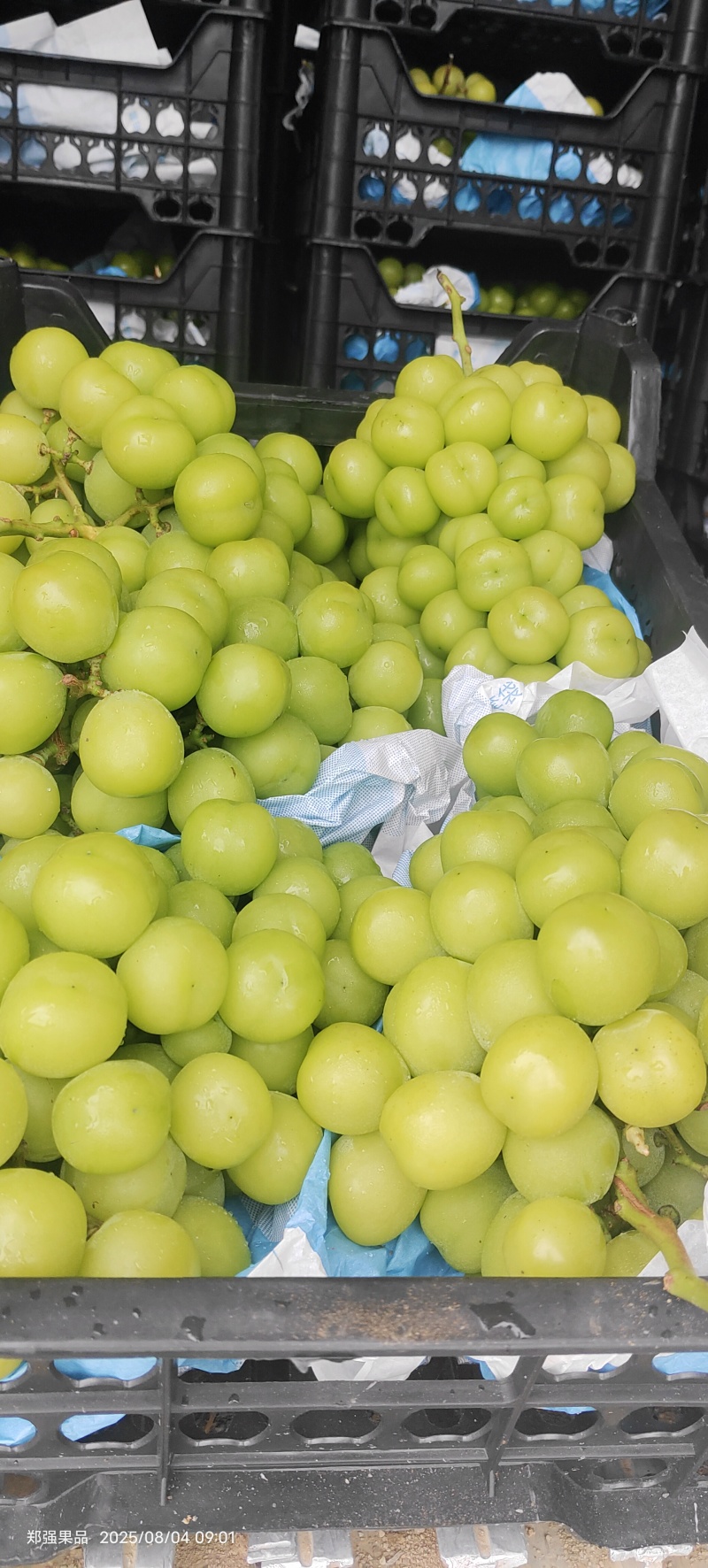 阳光玫瑰葡萄晴王葡萄