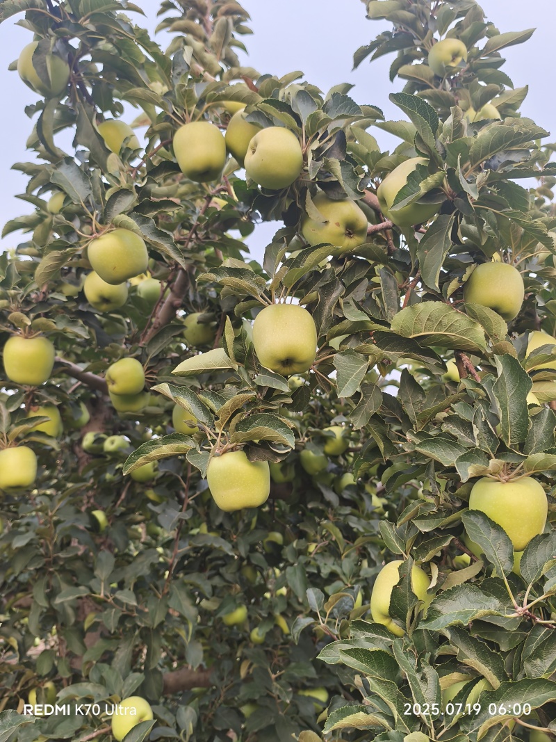 临猗黄土高坡青苹果（嗄啦，美八，华硕，秦星，晨阳，腾木）