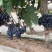 紫甜17