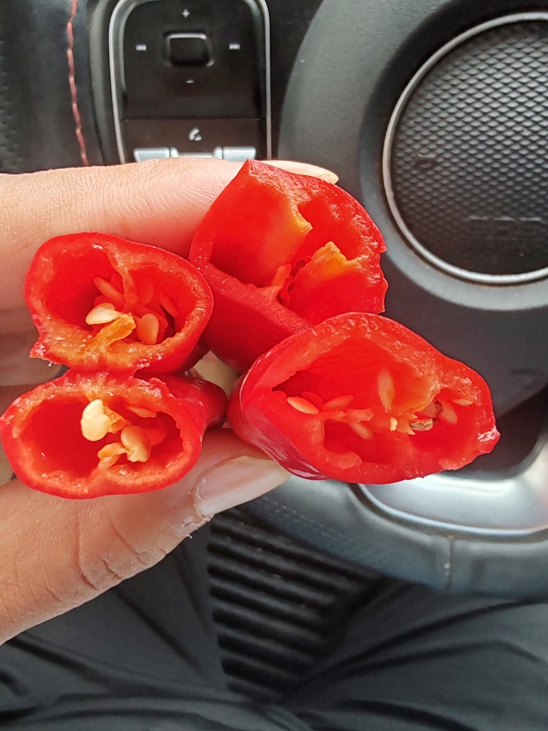 邯郸辣椒大量上市，加工市场都可以