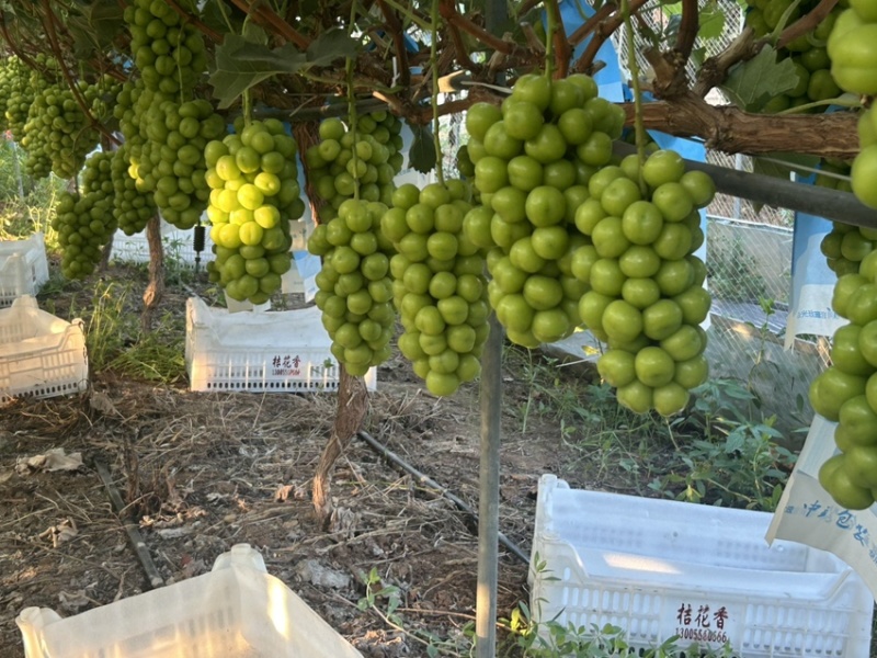 石首阳光玫瑰糖度已达标、有兴趣的老板可以过来看货！