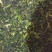 速冻菠菜碎